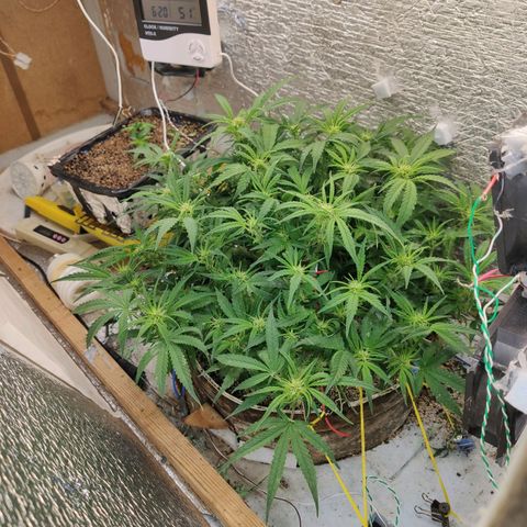 Auto Dutch Driver Feminised  growlog timeline photo