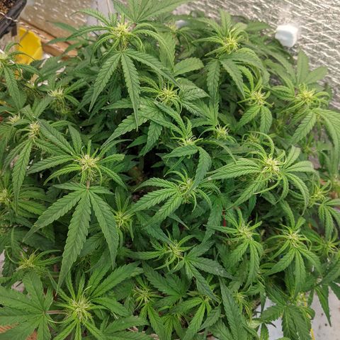 Auto Dutch Driver Feminised  growlog timeline photo
