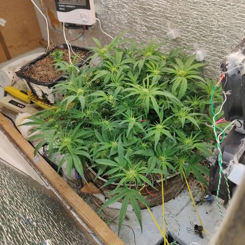 Auto Dutch Driver Feminised  growlog timeline photo