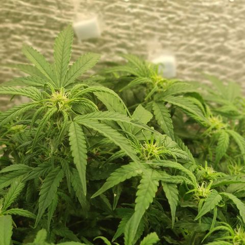 Auto Dutch Driver Feminised  growlog timeline photo