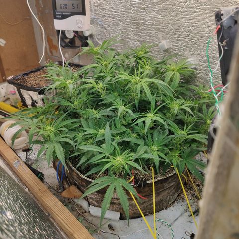 Auto Dutch Driver Feminised  growlog timeline photo
