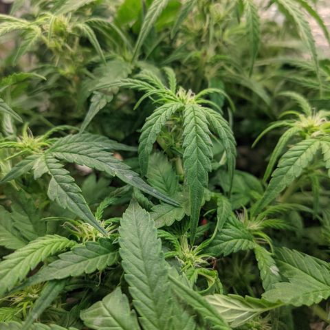 Auto Dutch Driver Feminised  growlog timeline photo