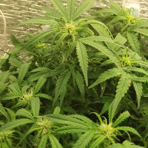 Auto Dutch Driver Feminised  growlog timeline photo