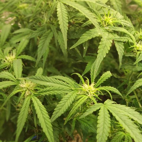 Auto Dutch Driver Feminised  growlog timeline photo