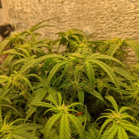Auto Dutch Driver Feminised  growlog timeline photo