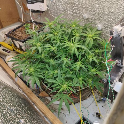 Auto Dutch Driver Feminised  growlog timeline photo