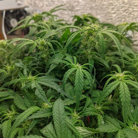Auto Dutch Driver Feminised  growlog timeline photo