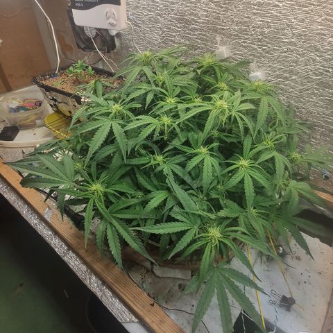 Auto Dutch Driver Feminised  growlog timeline photo