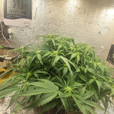 Auto Dutch Driver Feminised  growlog timeline photo