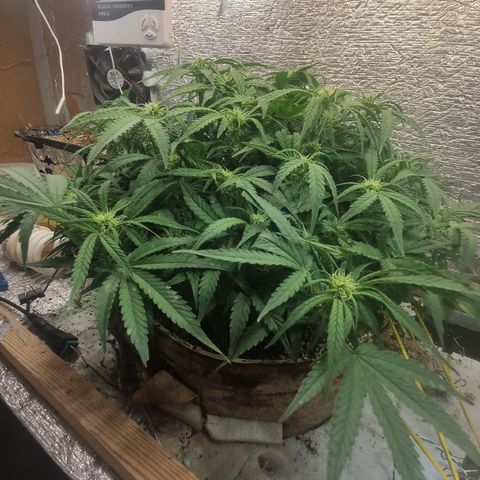 Auto Dutch Driver Feminised  growlog timeline photo