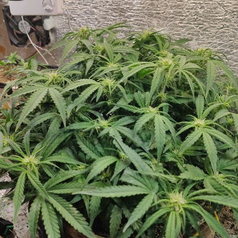 Auto Dutch Driver Feminised  growlog timeline photo