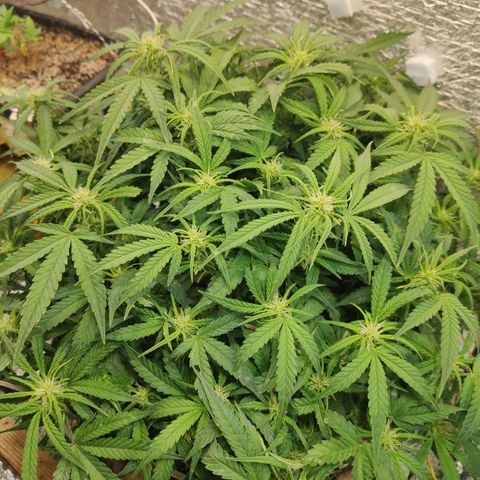Auto Dutch Driver Feminised  growlog timeline photo