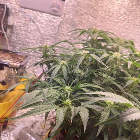 Auto Dutch Driver Feminised  growlog timeline photo