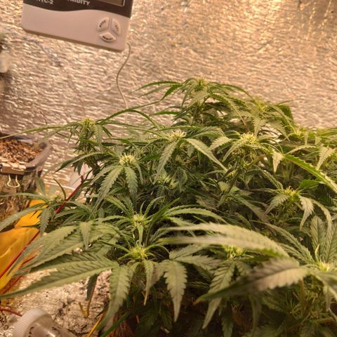 Auto Dutch Driver Feminised  growlog timeline photo