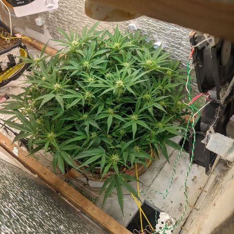 Auto Dutch Driver Feminised  growlog timeline photo