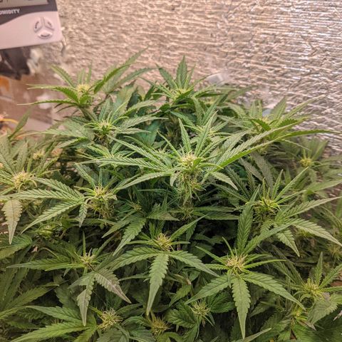 Auto Dutch Driver Feminised  growlog timeline photo