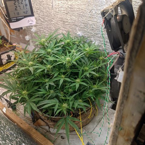 Auto Dutch Driver Feminised  growlog timeline photo