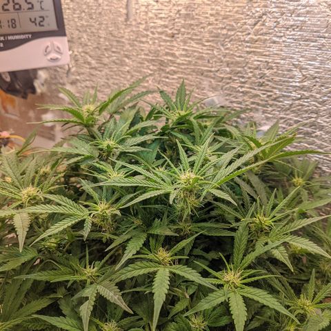 Auto Dutch Driver Feminised  growlog timeline photo