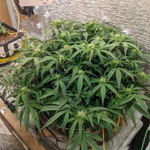 Auto Dutch Driver Feminised  growlog timeline photo