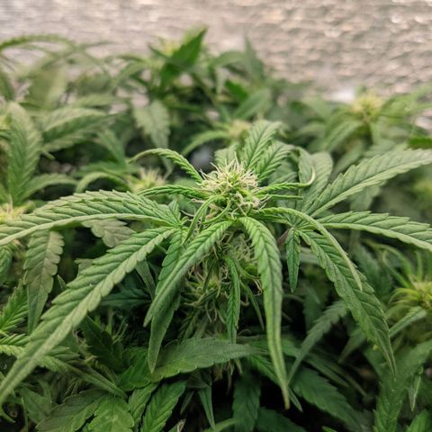 Auto Dutch Driver Feminised  growlog timeline photo