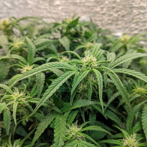 Auto Dutch Driver Feminised  growlog timeline photo
