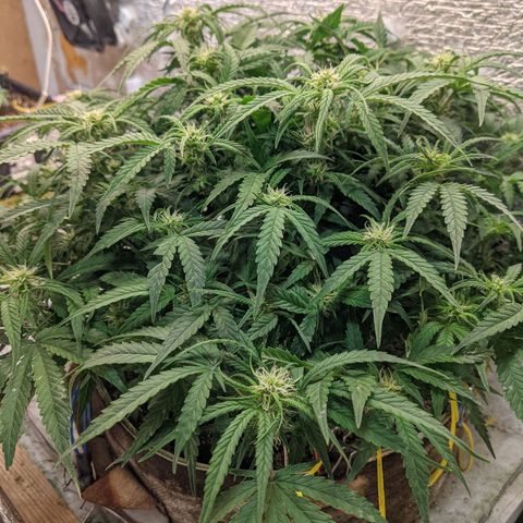 Auto Dutch Driver Feminised  growlog timeline photo