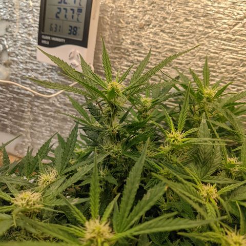 Auto Dutch Driver Feminised  growlog timeline photo