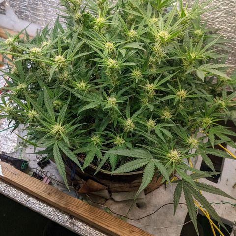 Auto Dutch Driver Feminised  growlog timeline photo