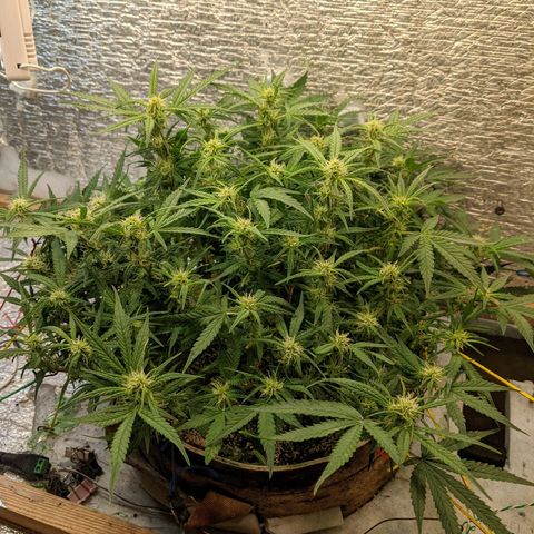 Auto Dutch Driver Feminised  growlog timeline photo