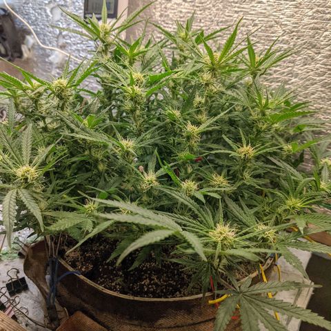 Auto Dutch Driver Feminised  growlog timeline photo