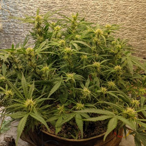 Auto Dutch Driver Feminised  growlog timeline photo
