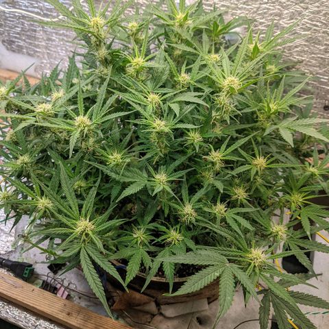 Auto Dutch Driver Feminised  growlog timeline photo