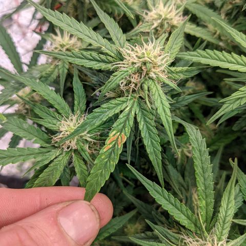 Auto Dutch Driver Feminised  growlog timeline photo