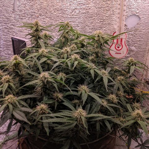 Auto Dutch Driver Feminised  growlog timeline photo