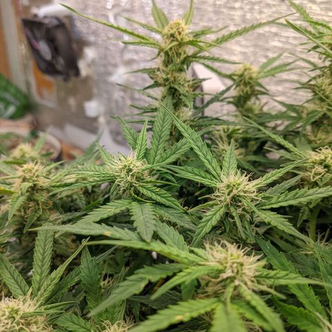 Auto Dutch Driver Feminised  growlog timeline photo