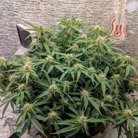 Auto Dutch Driver Feminised  growlog timeline photo