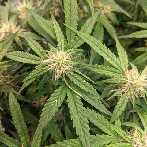 Auto Dutch Driver Feminised  growlog timeline photo