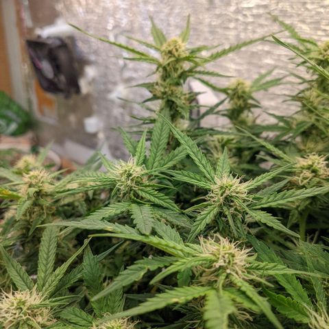 Auto Dutch Driver Feminised  growlog timeline photo