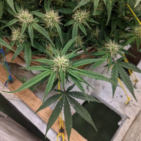 Auto Dutch Driver Feminised  growlog timeline photo