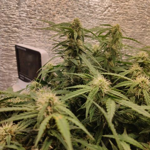 Auto Dutch Driver Feminised  growlog timeline photo