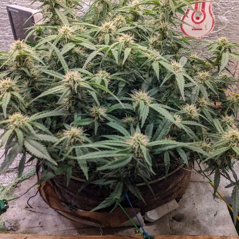 Auto Dutch Driver Feminised  growlog timeline photo
