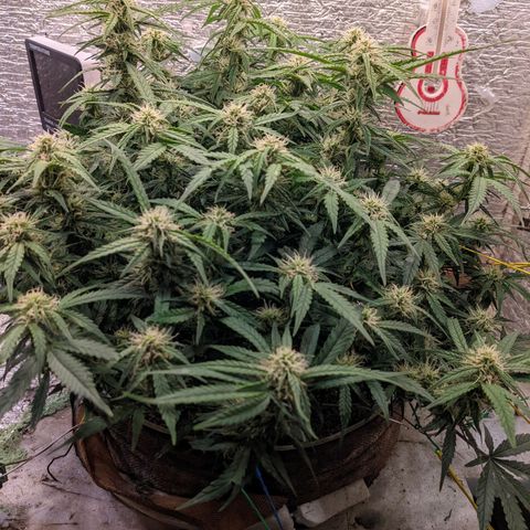 Auto Dutch Driver Feminised  growlog timeline photo