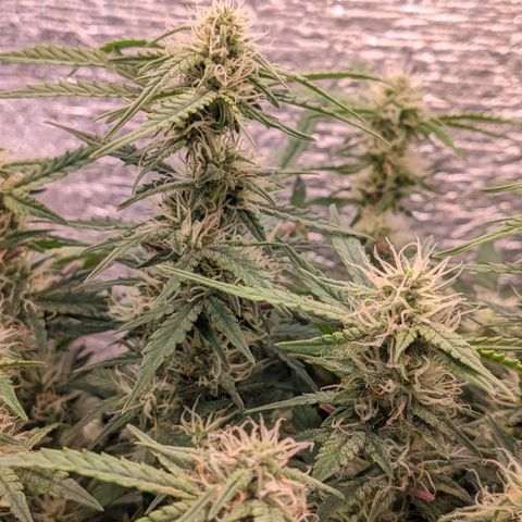 Auto Dutch Driver Feminised  growlog timeline photo