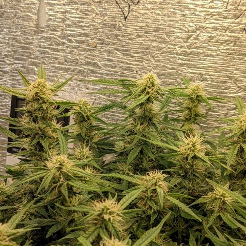 Auto Dutch Driver Feminised  growlog timeline photo