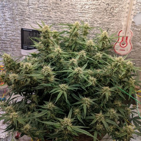 Auto Dutch Driver Feminised  growlog timeline photo
