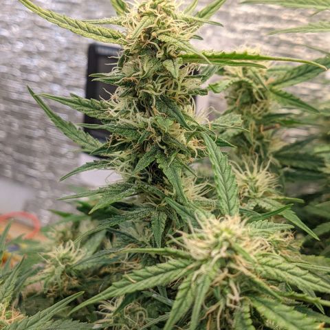 Auto Dutch Driver Feminised  growlog timeline photo