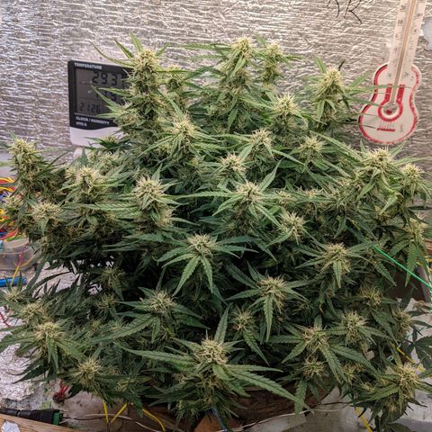 Auto Dutch Driver Feminised  growlog timeline photo