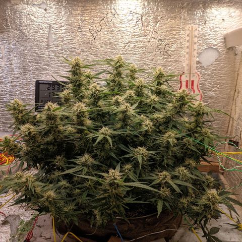 Auto Dutch Driver Feminised  growlog timeline photo