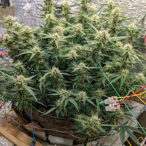 Auto Dutch Driver Feminised  growlog timeline photo