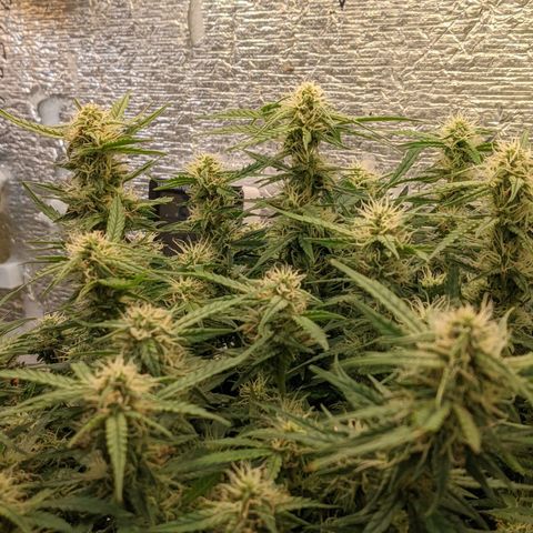 Auto Dutch Driver Feminised  growlog timeline photo